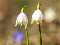 Zwei Schneeglöckchen